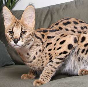 10 raças de gato mais caras do mundo; bichano que parece leopardo chega a custar R$ 500 mil