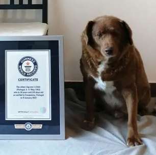 Bobi perde Guinness de 'cão mais velho do mundo'; entenda