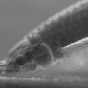 Peixe bizarro projeta "tromba" para se alimentar e respirar; veja vídeo