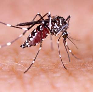 Dengue: veja dicas para afastar o mosquito dabonus sportingbetcasa