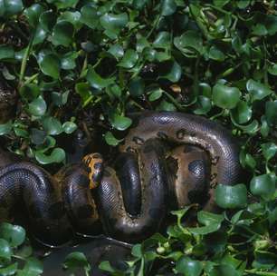 Anaconda: nova espécie de sucuri gigante é descoberta na Amazônia
