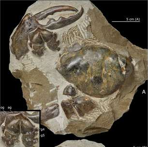 Maior garra de caranguejo fossilizada do mundo tem 8 milhões de anos