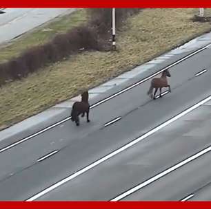 Cavalos escapam de estábulo e são flagrados no meio de rodovia movimentada nos EUA