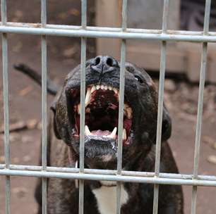 Homem morre após tentar salvar pet de ataque de pitbull em SP