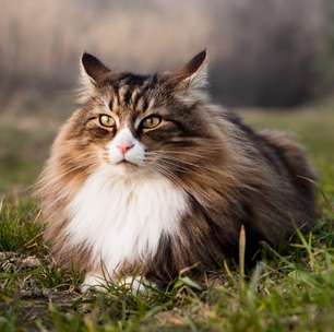 4 características do gato da raça norueguês da floresta