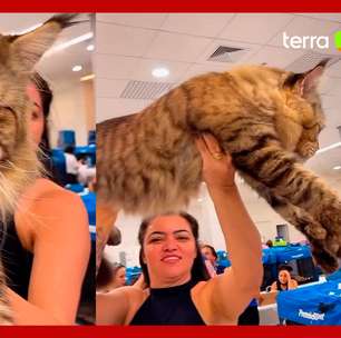 Gato brasileiro concorre ao título de maior do mundo no Guinness Book