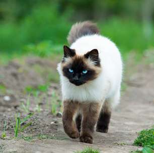 4 características do gato da raça himalaio