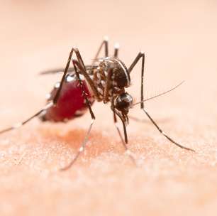 Mitos e verdades sobre a dengue