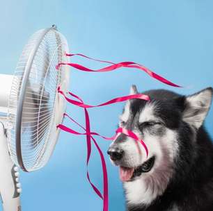 5 dicas para cuidar dos animais de estimação nas ondas de calor