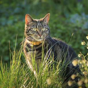 Por que alguns gatos nascem com rabo curto?