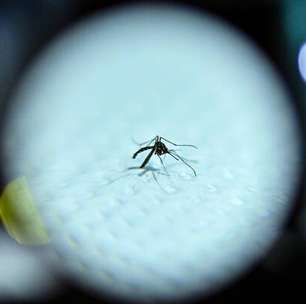 Dengue no Brasil pode afetar Itália no verão, diz especialista