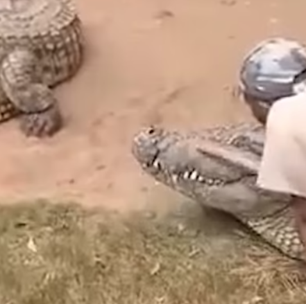 Tratador escapa de ter partes íntimas devoradas por crocodilo de 4 metros em zoológico
