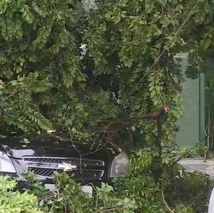 Mulher fica presa em carro por mais de 2h após árvore cair sobre o veículo em SP