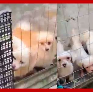 Cães em estado precário são resgatados de canil clandestino em SC
