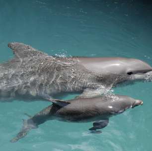 Filhos únicos e mimados: veja curiosidades sobre o nascimento dos golfinhos