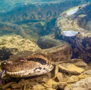 Sucuri gigante que viralizou na web é encontrada morta em Mato Grosso do Sul