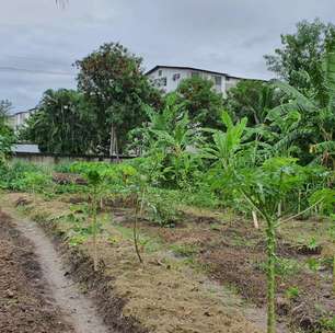 Aqui se planta, aqui se colhe: a agricultura urbana e sua importância na saúde da população e no enfretamento à crise climática