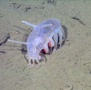 Porco-do-mar, a bizarra criatura descoberta por expedicionários