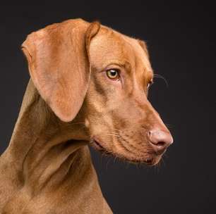 Saiba quais são os animais mais inteligentes do mundo