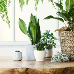 4 plantas que atraem prosperidade para dar de presente
