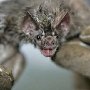 Morcego infectado com vírus da raiva é identificado na Lapa, em São Paulo