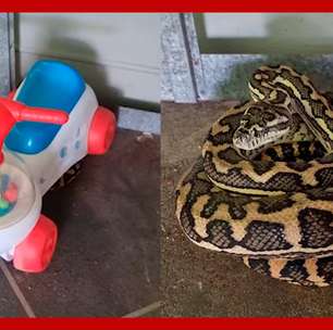 Família se assusta ao encontrar cobra debaixo de brinquedo de criança na Austrália