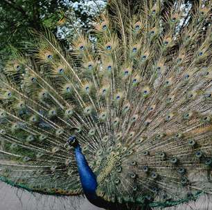 Espetáculo de plumas e cores: As aves mais belas do mundo