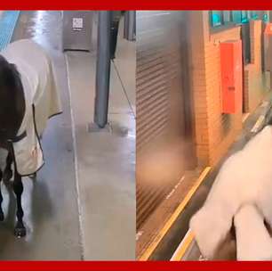 Cavalo invade estação e tenta embarcar em vagão de trem na Austrália