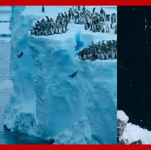 Vídeo mostra primeiro salto de bebês pinguins de penhasco de 15 metros na Antártica