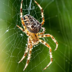 Eita! É ruim? O que significa sonhar com aranha?