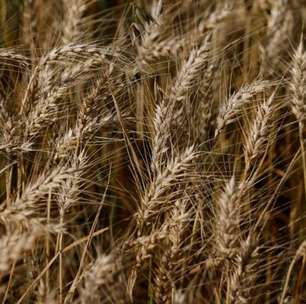 Agricultores argentinos querem fim de impostos sobre exportação de trigo