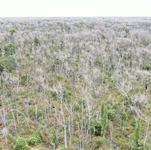 Pecuarista que desmatou 81 mil hectares no Pantanal pode ter de pagar mais de R$ 5 bilhões em multas