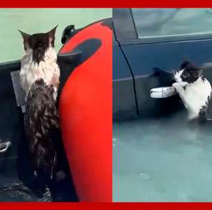 Gato é resgatado após ficar agarrado a porta de carro durante enchente em Dubai