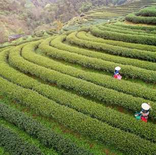 China se prepara para colheitas abundantes de grãos e oleaginosas