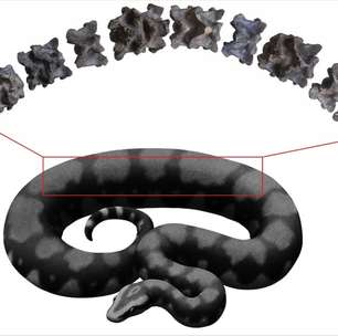 Cientistas indianos descrevem uma das maiores serpentes que já existiu