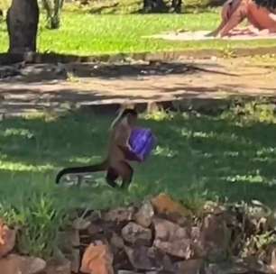 Macacos fazem 'arrastão' e pegam alimentos dos visitantes em parque do Distrito Federal