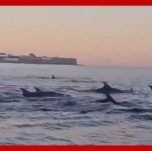 Remadores flagram cerca de 30 golfinhos na Baía de Guanabara