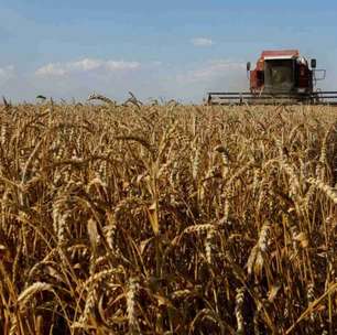 UE reduz previsão da safra de trigo 24/25 para mínima de 4 anos