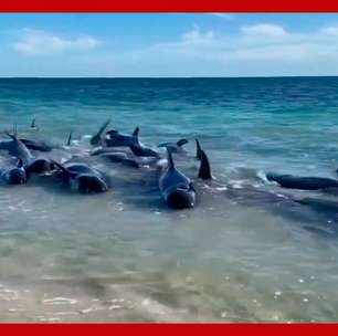 Mais de 100 baleias ficam encalhadas em praia na Austrália