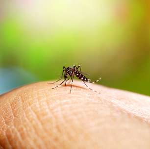 Mais da metade da população mundial pode ter doenças transmitidas por mosquitos