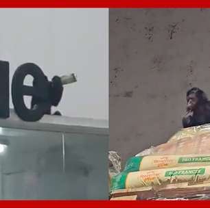 Macaco é capturado após beber cerveja e comer alimentos de supermercado em SC