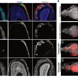 Cérebro híbrido une células de rato e camundongo pela 1ª vez