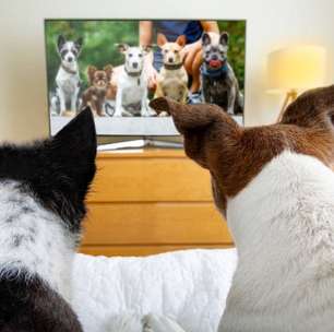 Cachorros gostam de assistir vídeos com outros animais