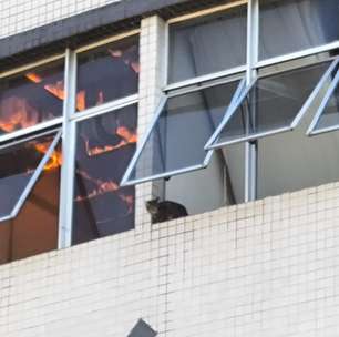 Vídeo mostra gato pulando da janela de hotel durante incêndio em Curitiba: "Agora é para ter apenas seis vidas"