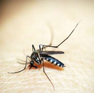 Cor da roupa pode atrair ou repelir mosquito da dengue; entenda e veja quais evitar