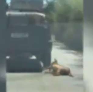 Cachorro morre após ser arrastado por carro, em Itapuranga