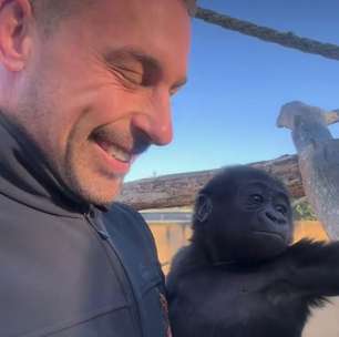 Afastado da mãe, gorila é 'adotado' por cuidador na Austrália