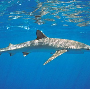 Tubarões de mais de 2 metros são encontrados em praia de Portugal; município emitiu alerta