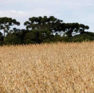 USDA corta safras de soja e milho do Brasil; vê maior oferta nos EUA no próximo ano