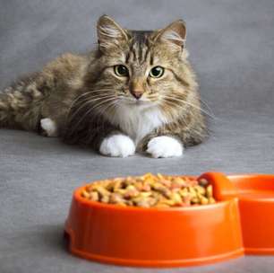 5 dicas para melhorar a alimentação do seu gato
